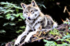 Background Wallpaper Wolf