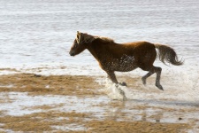 Horse Running On The Beach