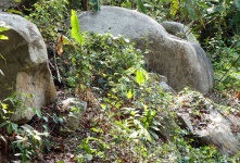 Jungle Boulders
