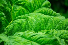 Leaf Texture