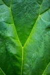 Leaf Texture