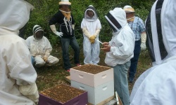 Learning About Beekeeping