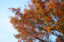 Leaves Changing Colour