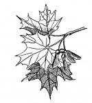 Leaves Illustration Clipart