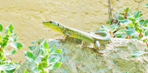 Lizard On Rock