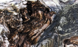 Log Texture Background