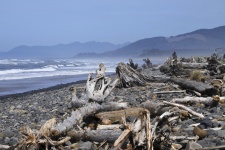 Logs Along The Beach Shore