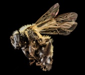 Macro Bee Profile