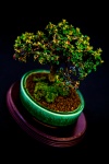 Miniature Japanese Bonsai Tree