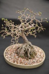 Miniature Japanese Bonsai Tree