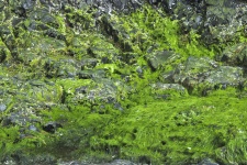 Moss Covered Rock Background