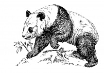 Panda Bear Clipart Illustration