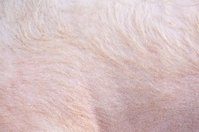 Pig Skin Background