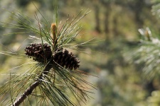 Pine Cones In Pine Tree