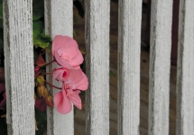 Pink Flower White Fence
