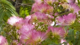 Pink Fuzzy Flowers