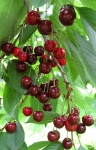 Ripe Cherries On Tree