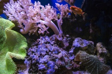 Scenes Of The Coral Reef