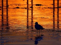 Seagull Silhouette At Sunset