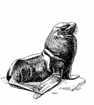 Seal Illustration Clipart