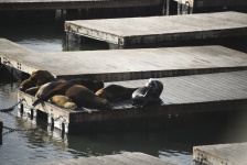 Seals Of Pier 39 San Francisco