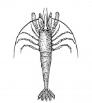 Shrimp Clipart Illustration