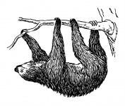 Sloth Clipart Illustration
