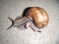 Snail On Gray Tile