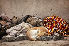 Soldiers Nap With Their Canine