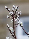 Spring Buds On Tree