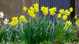 Spring Daffodil Flowers Row
