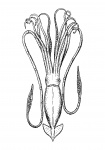 Squid Clipart Illustration