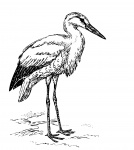 Stork Clipart Illustration