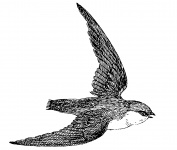 Swift Clipart Illustration