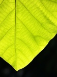 Texture Of A Green Leaf