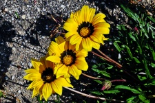 Three Yellow Flowers