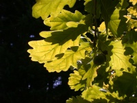 An Oak In The Sun