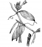 Vanilla Plant Illustration Clipart