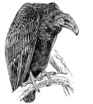 Vulture Illustration Clipart
