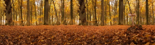 Autumn Forest Panorama