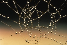 Water Drops On Spider Web