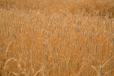 Wheat Field, Vintage