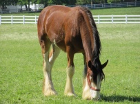 Yearling Clydesdale Grazing