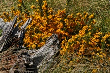 Yellow Flowers In Driftwood