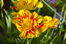 Yellow Flowers With Red Stripe