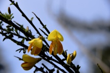 Yellow Pea Flowers