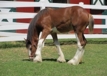 Young Clydesdale Horse Grazing