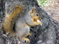 Young Squirrel Eating