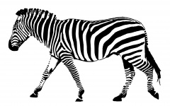Zebra Black White Stripes