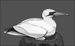 Black And White Bird Series